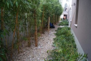 bambuszt is lehet metszeni