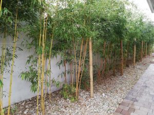 bambuszok a kertben